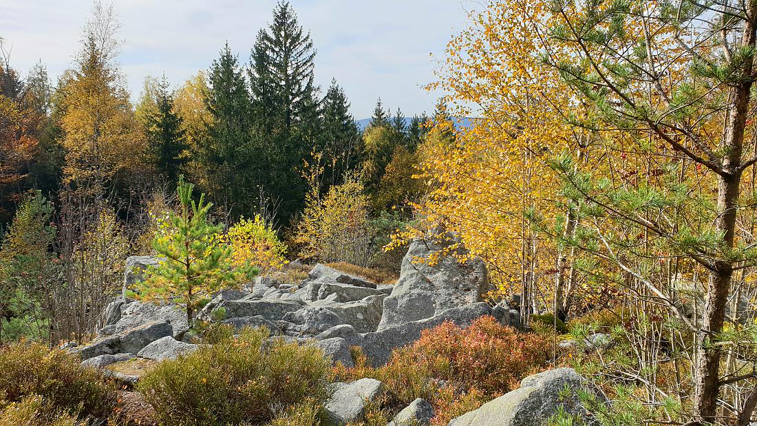 Foto: Martin Zehrer - Das sogenannte Felsen-Meer im Steinwald. Vor wenigen Jahren lagen hier die Felsen noch nackt übereinander, heute wuchern bereits Bäume und Sträucher über die Felsbrocken. 