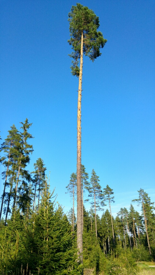 Foto: Martin Zehrer - Fahrrad-Tour:<br />
<br />
Ein Baum im Walde... 