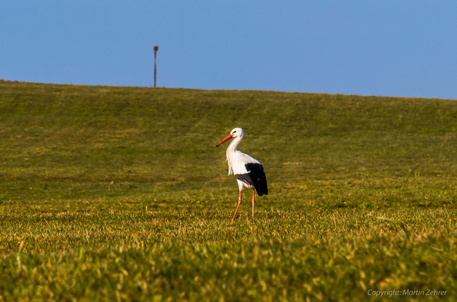 Foto: Martin Zehrer - Ein Storch auf einer Wiese in der Nähe von Kemnath. Wenn man genau hinsieht, erkennt man, dass sein Schnabel an der Spitze etwas schmutzig ist. Er suchte in den Frühlings 