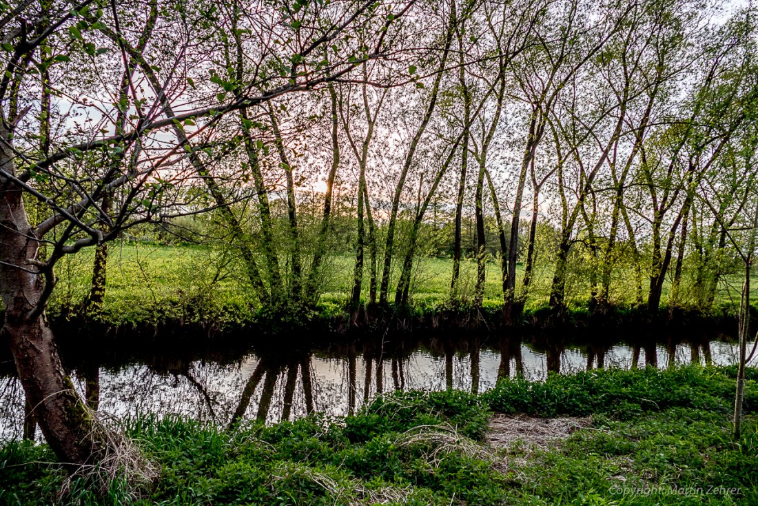 Foto: Martin Zehrer - In einer Reihe - Haidenaab und Erlgraben treffen sich hier. In Wolframshof bei Kastl findet sich eine feuchte Welt. Spiegelungen in den Abendstunden.  