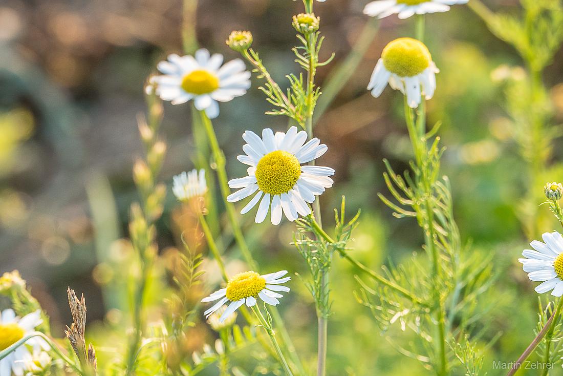 Foto: Martin Zehrer - Flower-Power :-D 