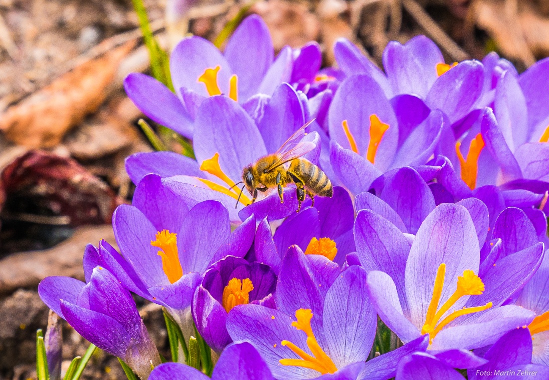 Foto: Martin Zehrer - Unglaublich - Eine Biene sammelt Nahrhaftes am 11. März 2018 bei Köglitz!<br />
<br />
1. Frühlingsradtour am 11. März 2018<br />
<br />
Von Kemnath, Neusteinreuth, Schönreuth, Köglitz, Atzm 