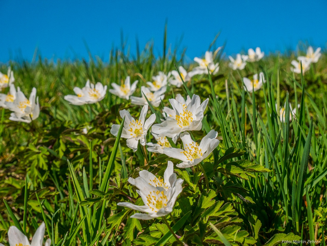 Foto: Martin Zehrer - Die Frühlings-Sonne saugen... Blumen am 7. April 2018 bei Kemnath... 