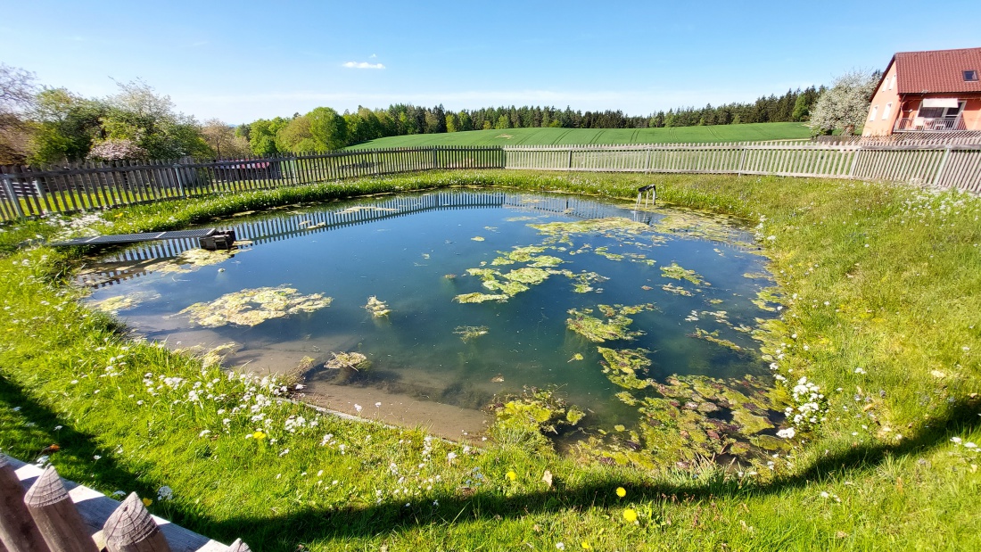 Foto: Martin Zehrer - Der Dorfweiher in Albenreuth... das Quellwasser, welches den Weiher versorgt, dienst früher als Trinkwasser für die Dorfbewohner.  