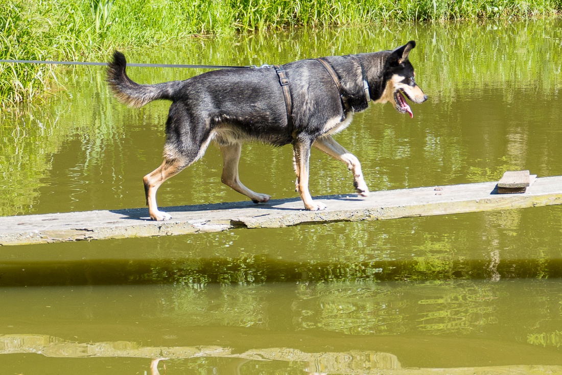 Foto: Martin Zehrer - --- VITO sucht sein Für-Immer-Zuhause! ---<br />
<br />
Rasse: Vermutlich Australian Kelpie<br />
Name: VITO<br />
Alter: Ca. 2-3 Jahre<br />
Fundort: Nähe der Sternwarte Tirschenreuth<br />
<br />
Magisch 