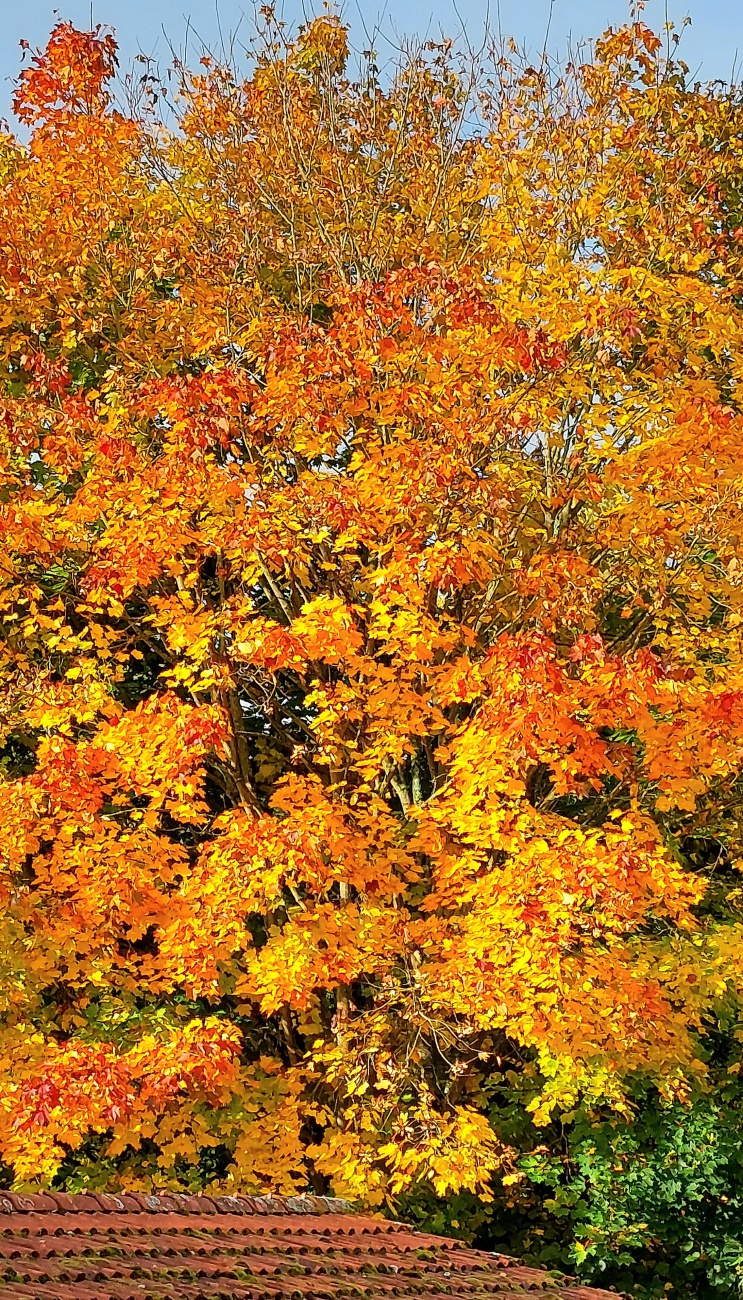 Foto: Martin Zehrer - Wunderschöne Herbst-Farben 