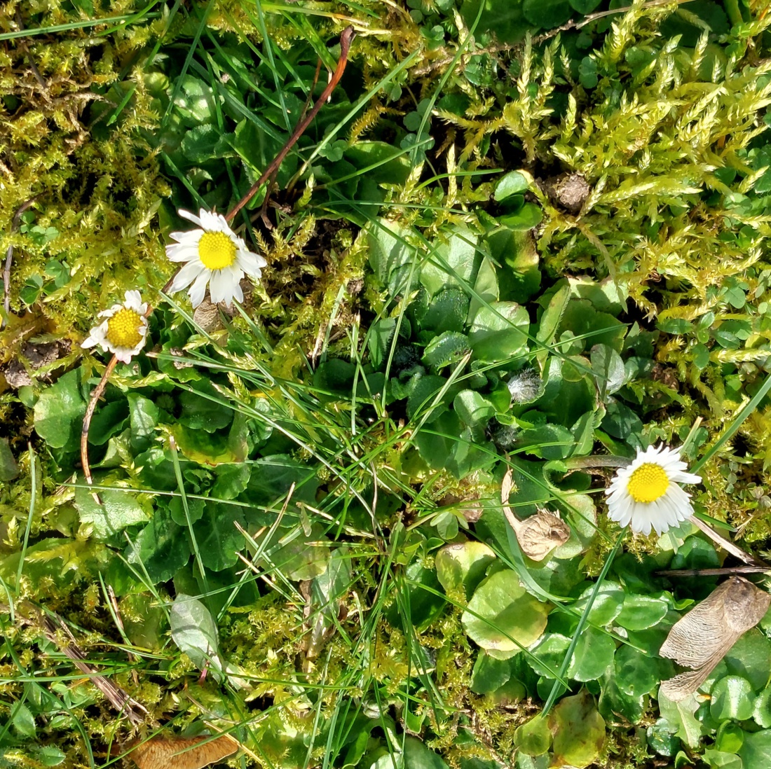 Foto: Martin Zehrer - Frühlings-Gänseblümchen in Kemnath am 22. Februar 2023.<br />
<br />
Das Wetter war heute frühlingshaft mild. Die Temperaturen lagen so um die +13 Grad.<br />
<br />
 <br />
Gänseblümchen, auch b 