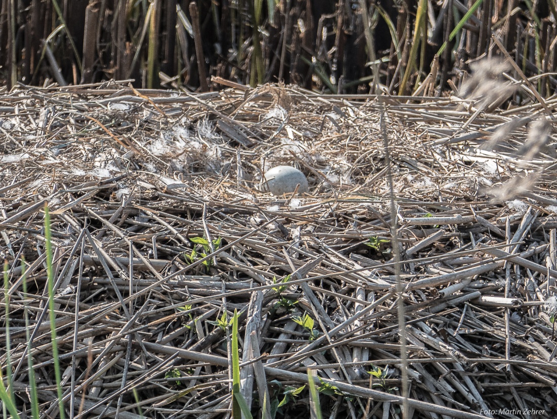 Foto: Martin Zehrer - Das einzige Ei eines vermutlich verlassenen Schwanen-Geleges in der Nähe von Eisersdorf bei Kemnath 