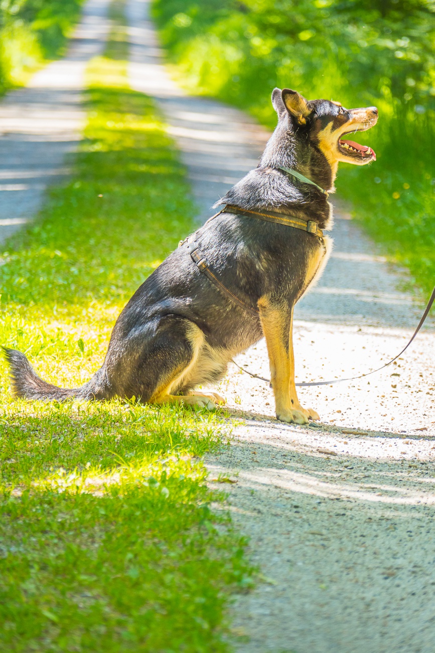 Foto: Martin Zehrer - --- VITO sucht sein Für-Immer-Zuhause! ---<br />
<br />
Rasse: Vermutlich Australian Kelpie<br />
Name: VITO<br />
Alter: Ca. 2-3 Jahre<br />
Fundort: Nähe der Sternwarte Tirschenreuth<br />
<br />
Magisch 
