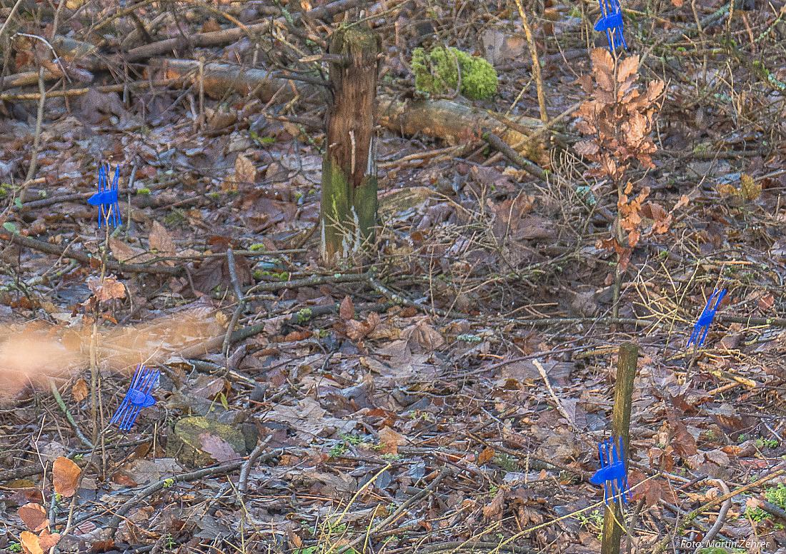 Foto: Martin Zehrer - Blau Fähnchen im Wald?!<br />
<br />
Phantastischer Rundgang im Paradies (Godas):<br />
Heute ist der 16.12.2019 und es liegt, ob manns glauben möchte oder nicht, bereits Frühlingsstimm 