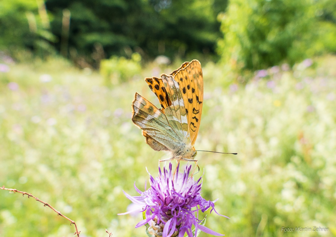 Foto: Martin Zehrer - Schmetterling mit Flügelbruch? - Gesehen und Fotografiert auf einem unberührtem Stück Wiese, droben, auf dem Armesberg... 