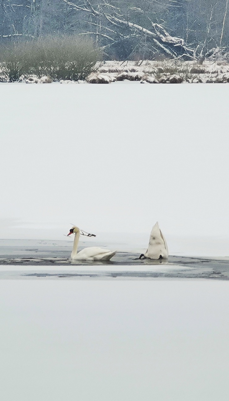 Foto: Jennifer Müller - Heute entdeckten wir am Rußweiher in Eschenbach mehrere Schwanen-Pärchen, die sich am einzigen eisfreien Fleckchen des Sees tummelten. 