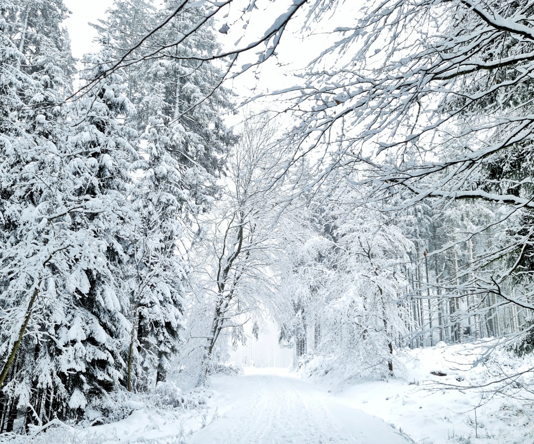 Foto: Jennifer Müller - Es hat wieder geschneit :-)<br />
Nichts wie raus in die wunderschöne Natur!<br />
Heut gehts rauf zur Burgruine Weißenstein. Auf krachendem Schnee durch den Winter-Weihnachts-Wald 