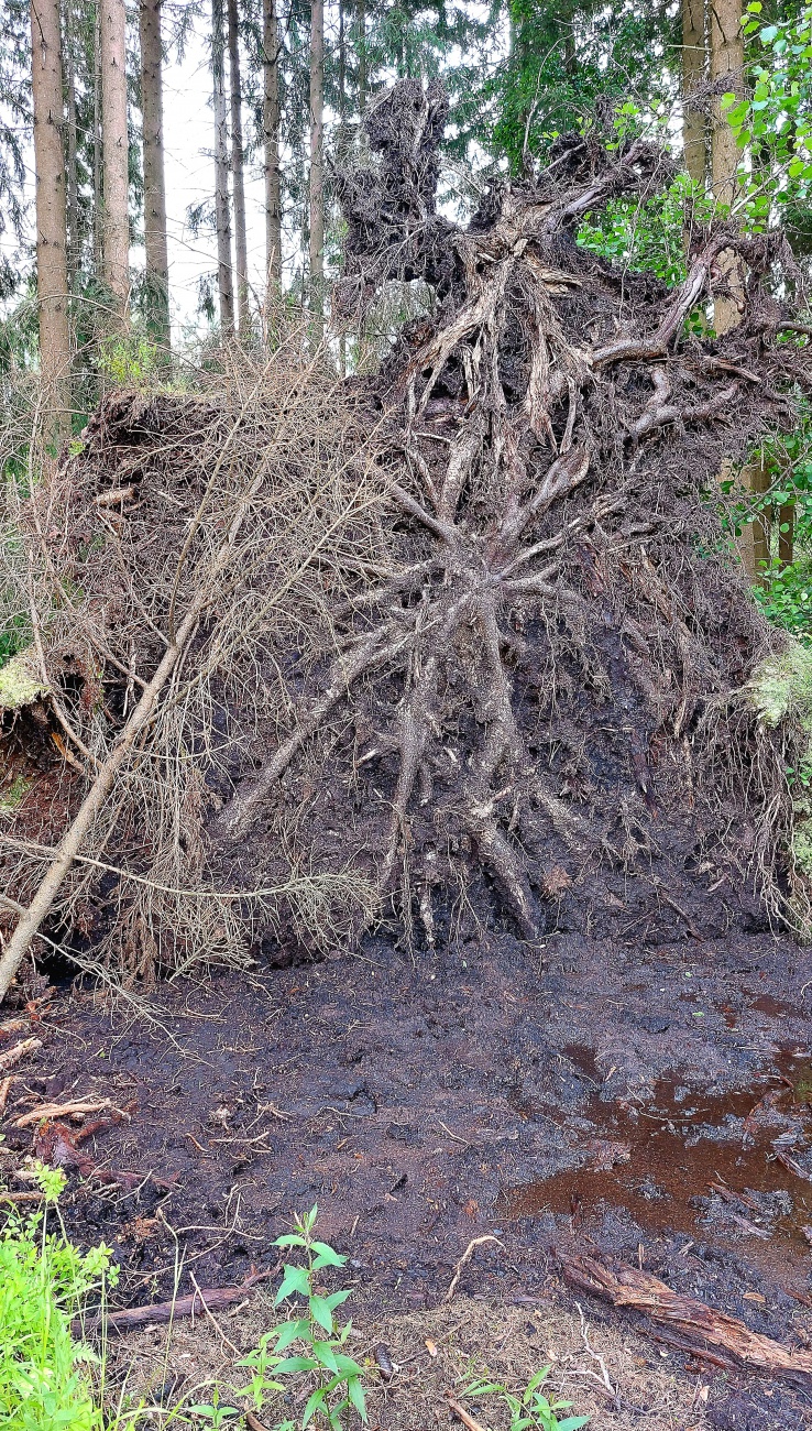 Foto: Martin Zehrer - Ein entwurzelter Baum bei Tirschenreuth... 