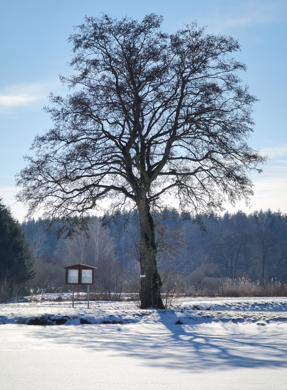 Foto: Jennifer Müller - Valentinstag 2021... Schöner könnte das Wetter nicht sein! Unterwegs zwischen Kulmain und Altensteinreuth... Sonne, ca. -3 Grad und nahezu windstill... Ein Traum! 