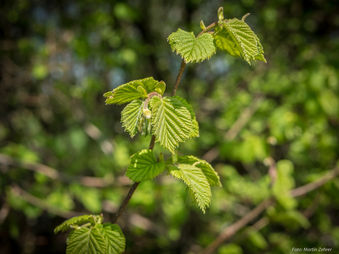 Foto: Martin Zehrer - Frische grüne Frühlingsfarben... Heute, am 21. April 2018 unterwegs um den Armesberg... 