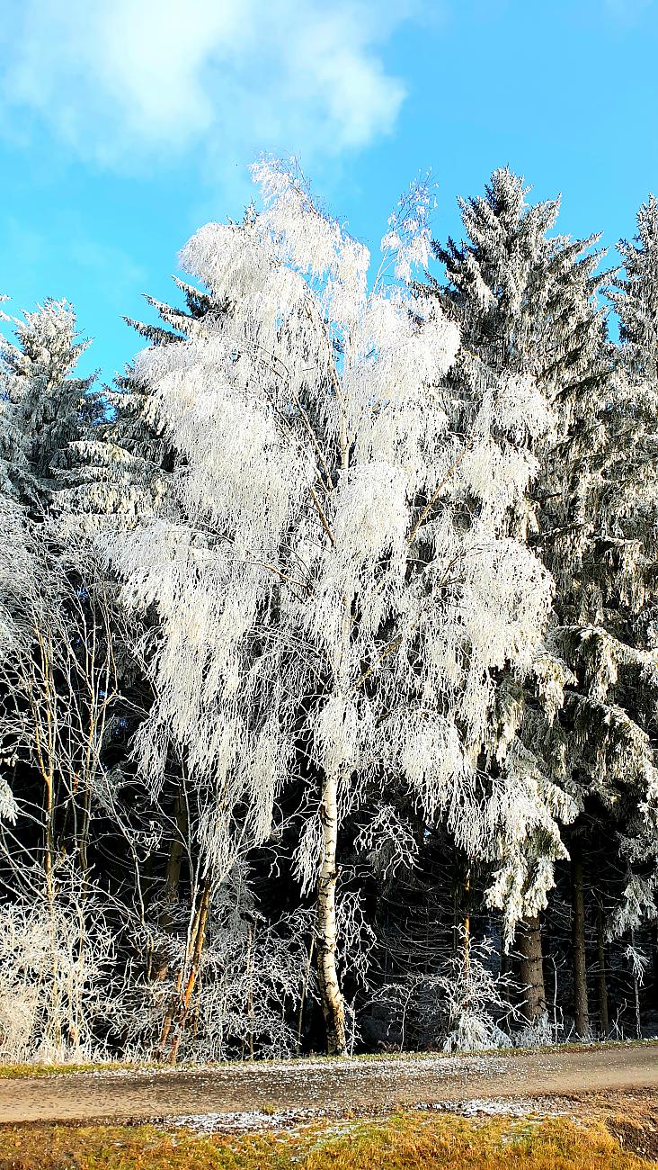 Foto: Martin Zehrer - Eis-Kunst...<br />
Vereiste Bäume oben bei Ölbrunn. Ein wunderbarer Tag um eine kleine Wanderung nach Hermannsreuth zu starten. <br />
Das Wetter war bis dahin sonnig aber eisige T 