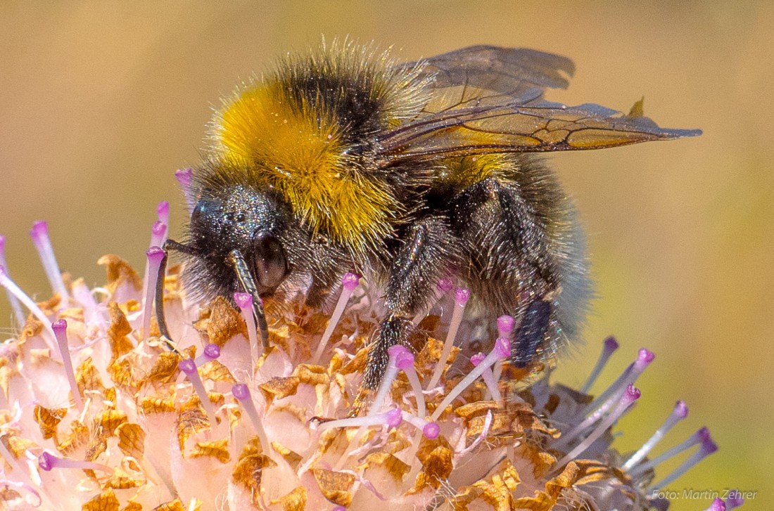 Foto: Martin Zehrer - Ganz nah dran... Eine Hummel schlürft Nektar aus einer Blüte mitten auf der Wiese unterhalb des Waldhauses im Steinwald. 