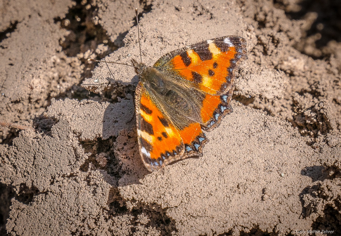 Foto: Martin Zehrer - Schmetterling: Aufwärmen auf dem Ackerboden in der Frühlingssonne... 