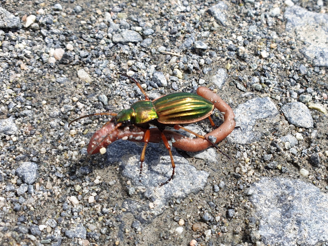 Foto: Martin Zehrer - Käfer schleppt Regenwurm mit nach Hause. Mahlzeit! 