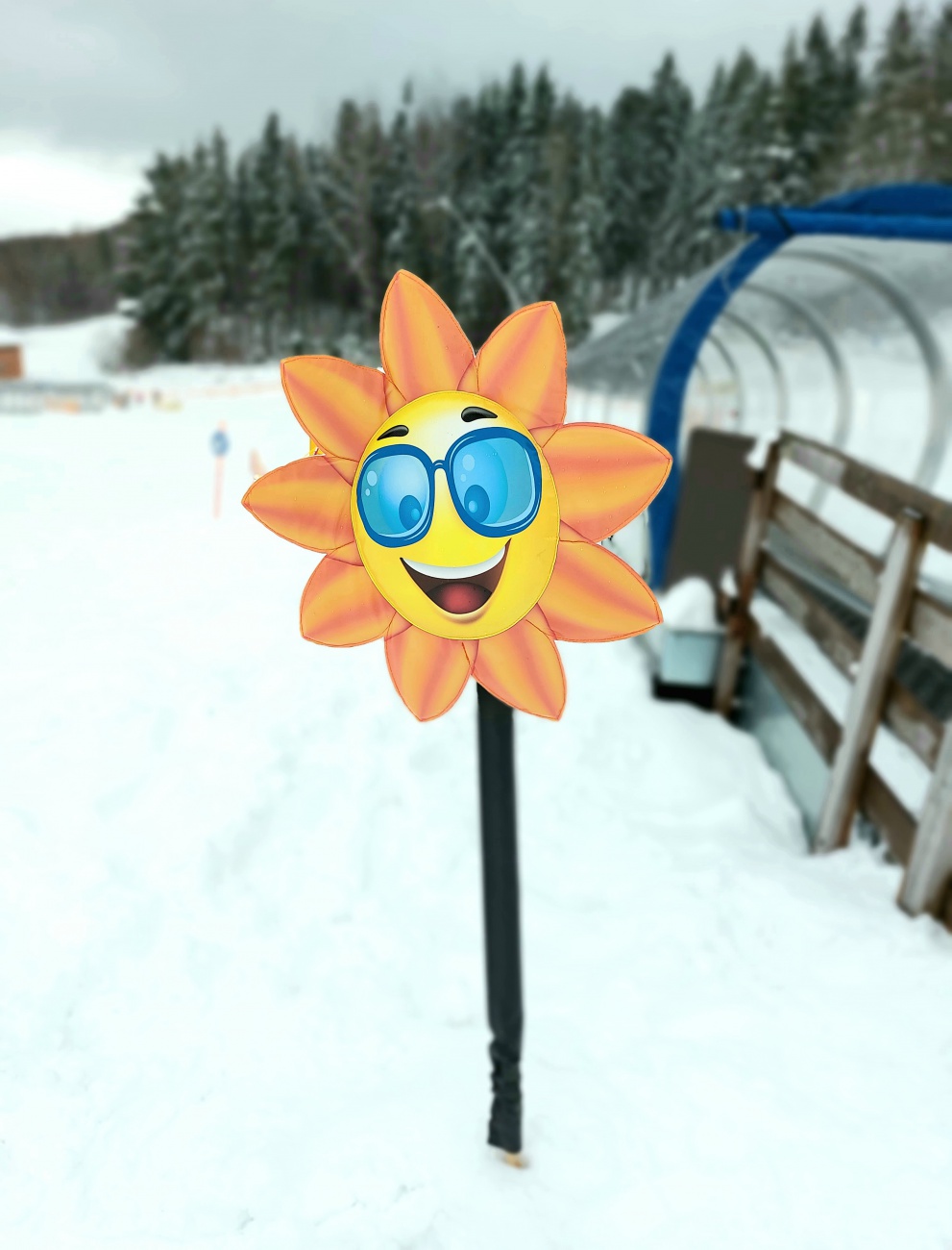 Foto: Martin Zehrer - Eine Blume am Kinderbereich vom Ski-Lift in Mehlmeisel 