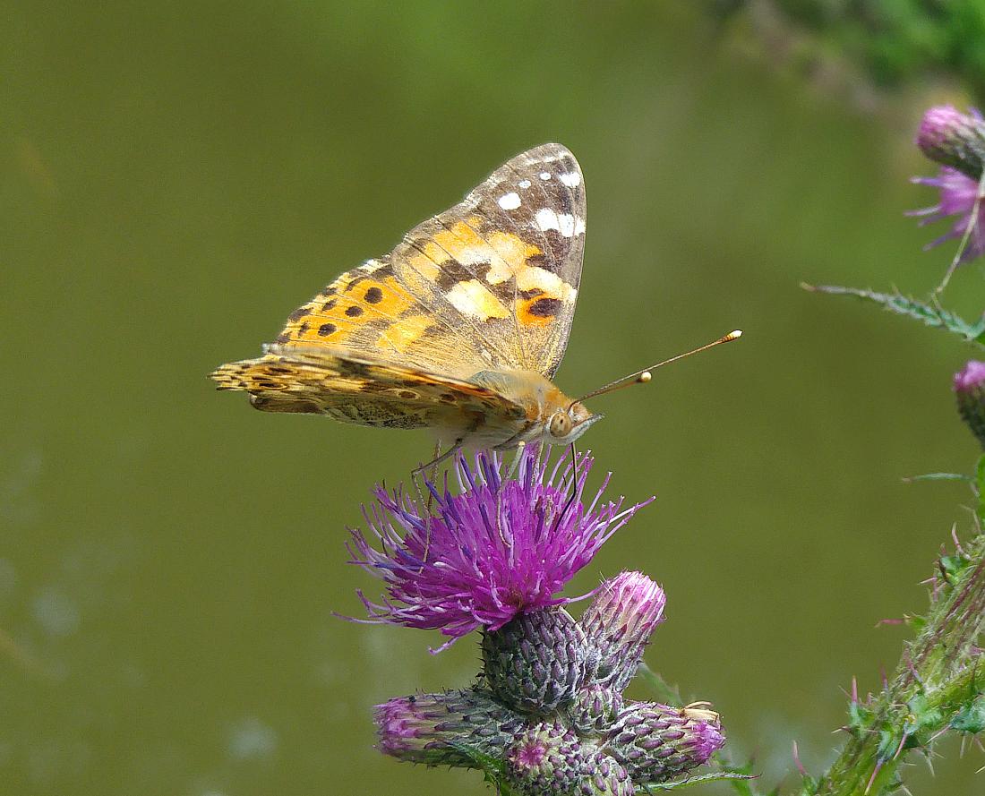 Foto: Martin Zehrer - Distelfalter... Ein Schmetterling beim Naschen... 