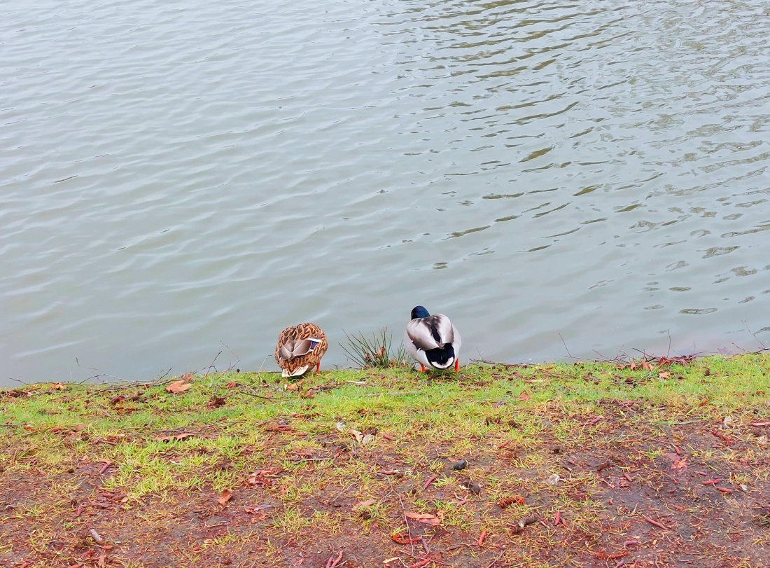 Foto: Martin Zehrer - Enten am kemnather Stadtweiher... 