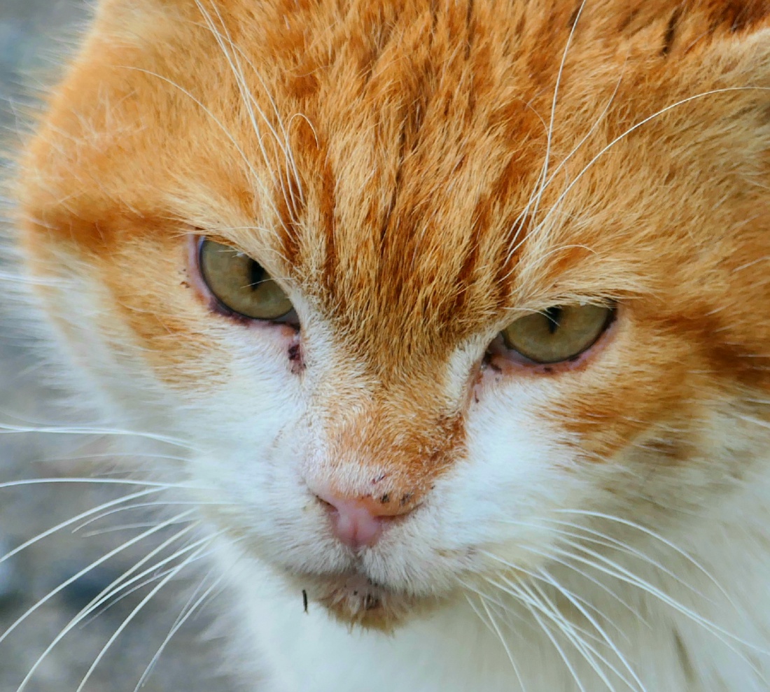 Foto: Martin Zehrer - Eine godaser Katze kurz nach einem Gerangel mit einem anderem Kater... 