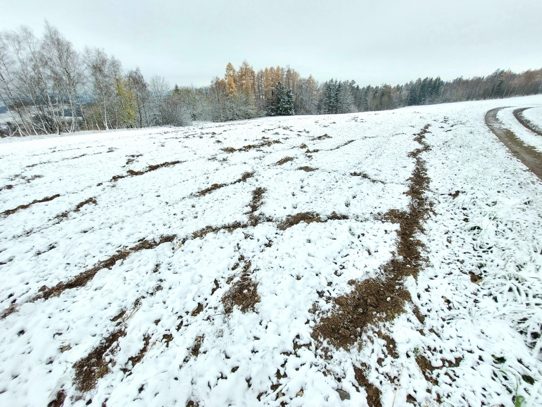 Foto: Martin Zehrer - Kreuz und quer wühlten die Wildschweine im Ackerboden, droben in Godas.  