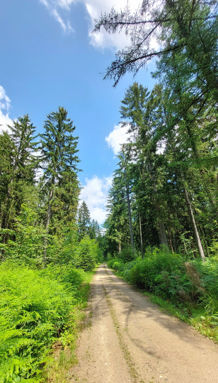 Foto: Martin Zehrer - Wunderschön unterwegs im Wald! 