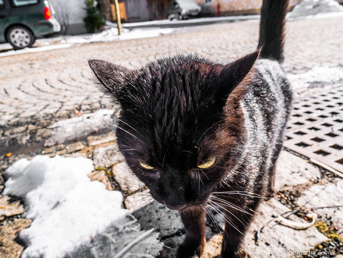 Foto: Martin Zehrer - Hier ist mein Kopf - Bitte streichle mich! ;-) Anhängliche Katze in Waldeck... 