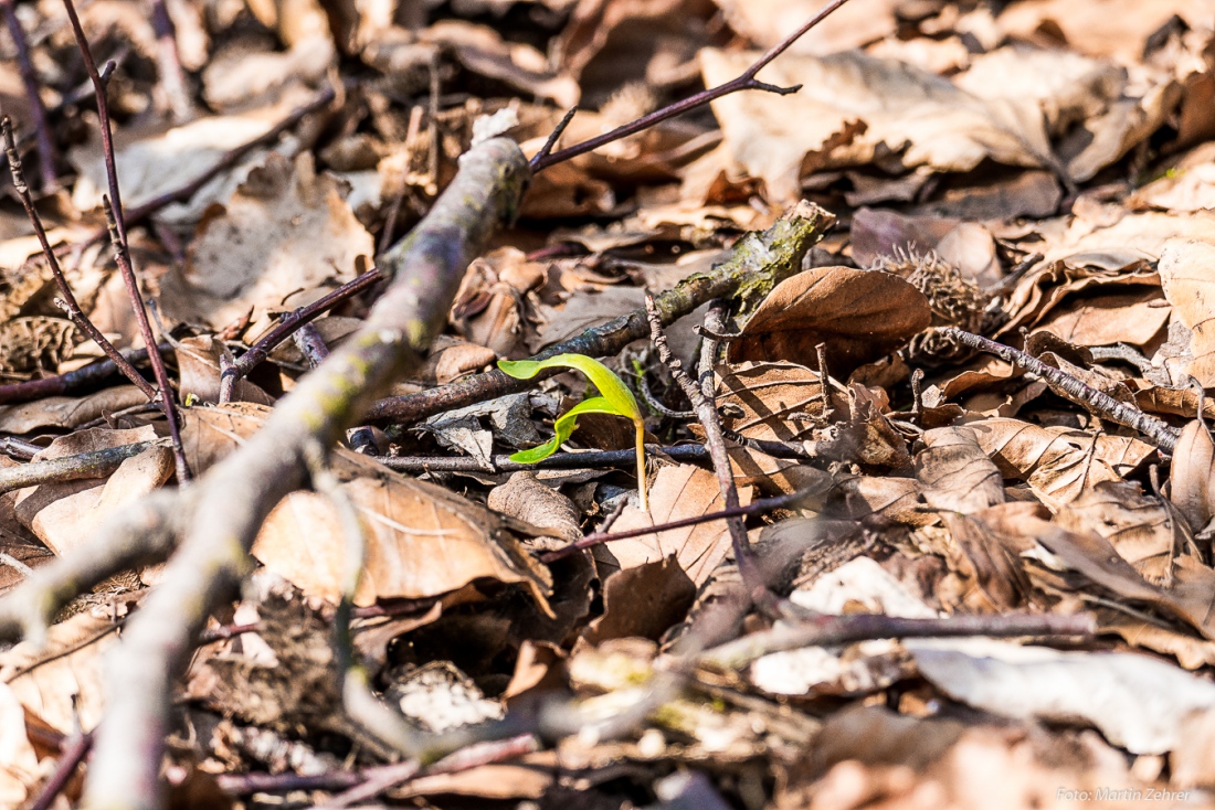 Foto: Martin Zehrer - Frühling - Leben wartet... Leben entsteht... Leben kriecht aus dem Waldboden... :-)<br />
<br />
Samstag, 23. März 2019 - Entdecke den Armesberg!<br />
<br />
Das Wetter war einmalig. Angene 