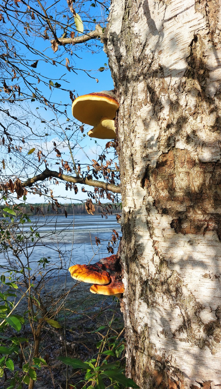 Foto: Martin Zehrer - Baum-Pilze am Rußweiher... 