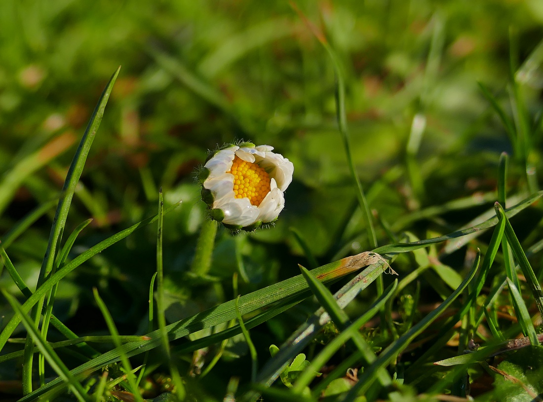 Foto: Martin Zehrer - Noch nicht ganz entfaltet, aber den Kopf Richtung Frühling gestreckt... 