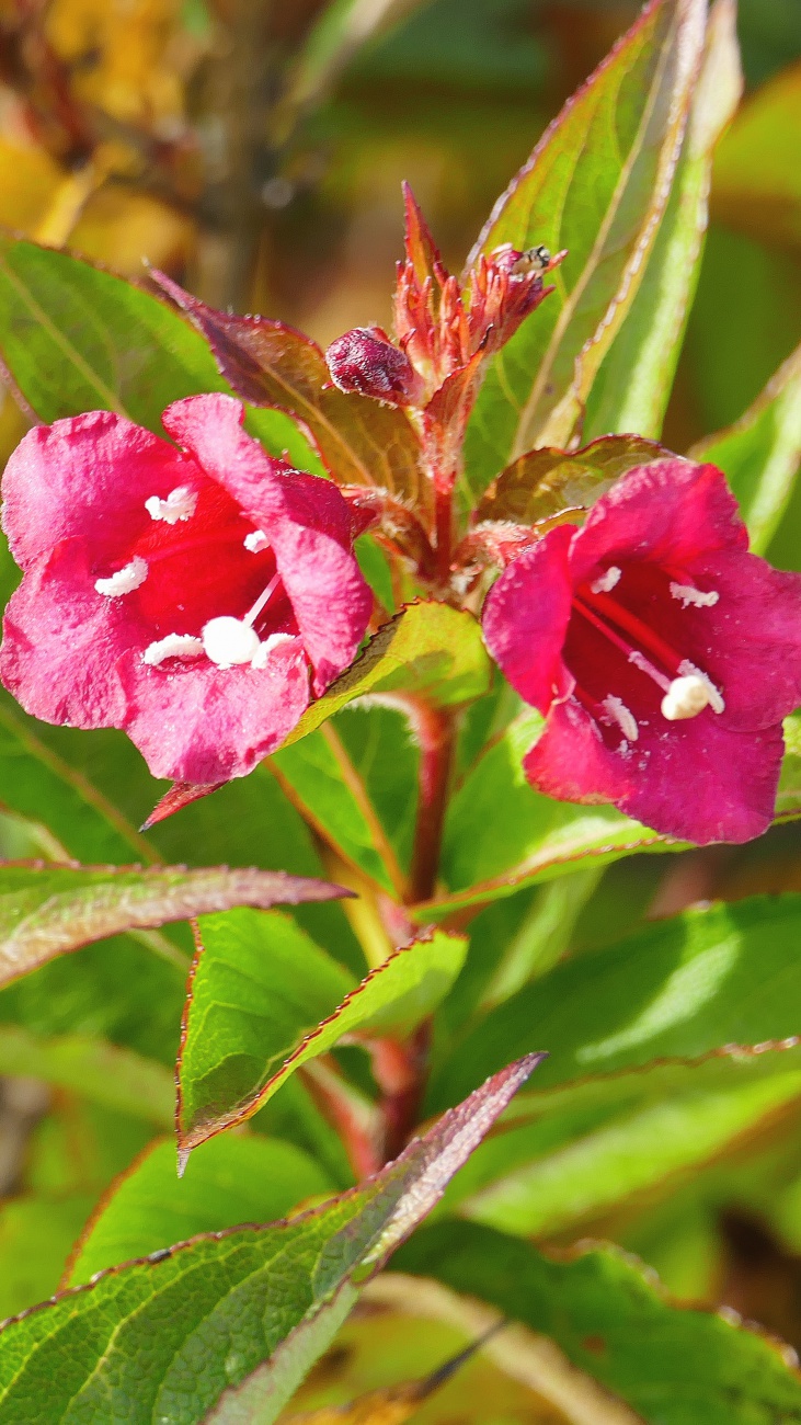 Foto: Martin Zehrer - Blumen... 