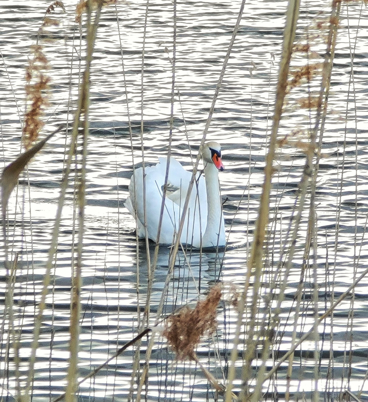 Foto: Jennifer Müller - Der Schwan... Ein wunderschönes und stolzes Tier... 