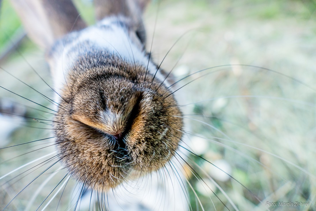 Foto: Martin Zehrer - Hasenschnute - Auf Köstlers Bauernhof in Hermannsreuth bei Ebnath gibts so einiges an Tieren zu sehen. Interessant für Jung und Alt :-) 