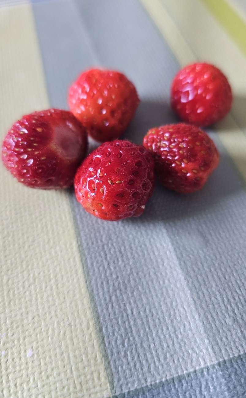 Erdbeeren vom eigenen Balkon... schmecken auch dem Nachbarn ;-)