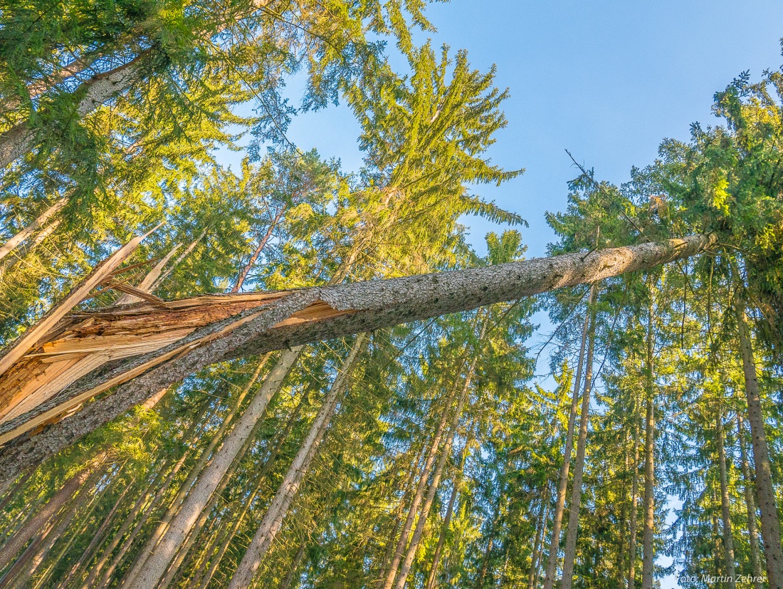 Foto: Martin Zehrer - Gebrochener Baum, im Wald zwischen Lenau und Kulmain... Windbruch... 