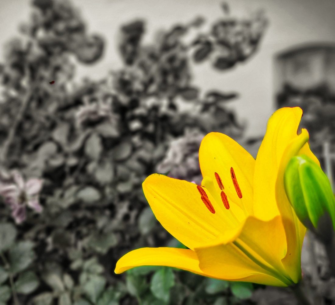 Foto: Jennifer Müller - Ein Blumen-Traum im satten Sonnen-Gelb. Herrlich anzuschauen! 