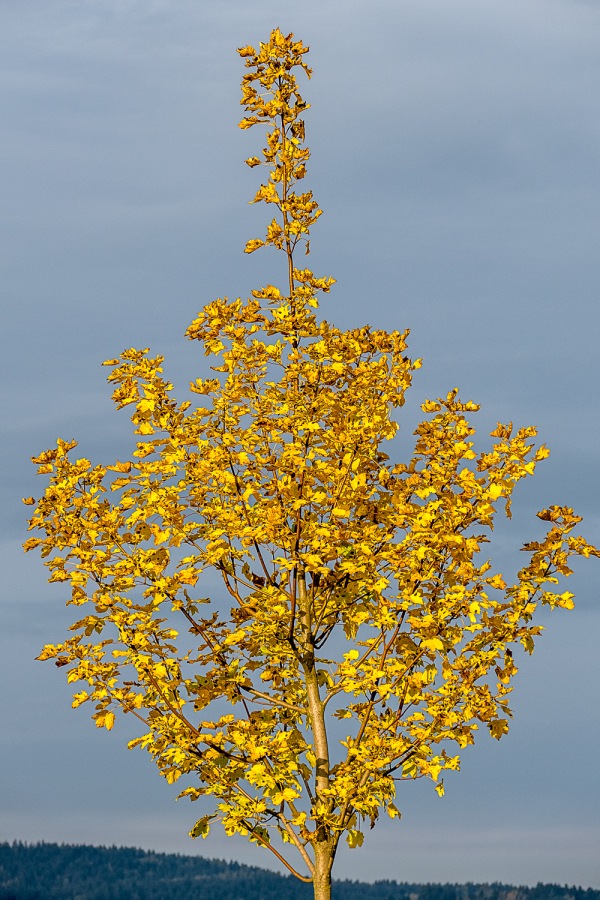 Foto: Martin Zehrer - Herbstlaub ;-) 