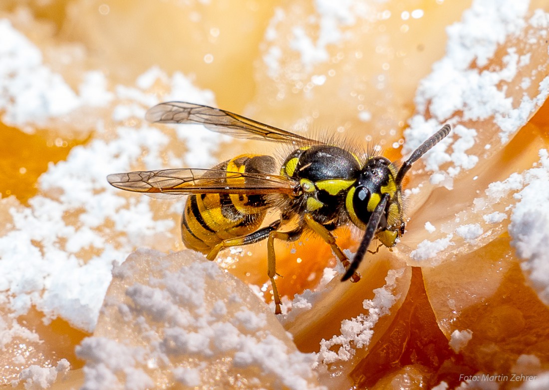 Foto: Martin Zehrer - Mein Freund, die Wespe: Knabbert mir den ganzen Puderzucker vom Kuchen. Getroffen habe ich dieses Insekt am Gasthaus zum Fichtelsee 