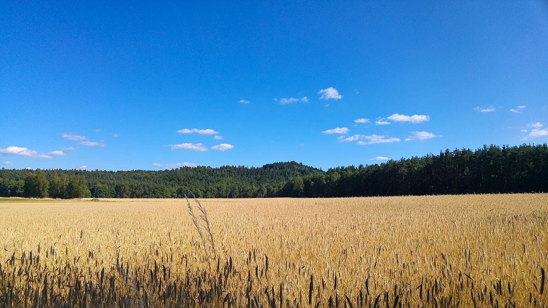 Foto: Martin Zehrer - Bald wird gedroschen... Im Hintergrund der Anzenstein... Das Wetter ist sonnig aber relativ frisch.<br />
16. Juli 2019  