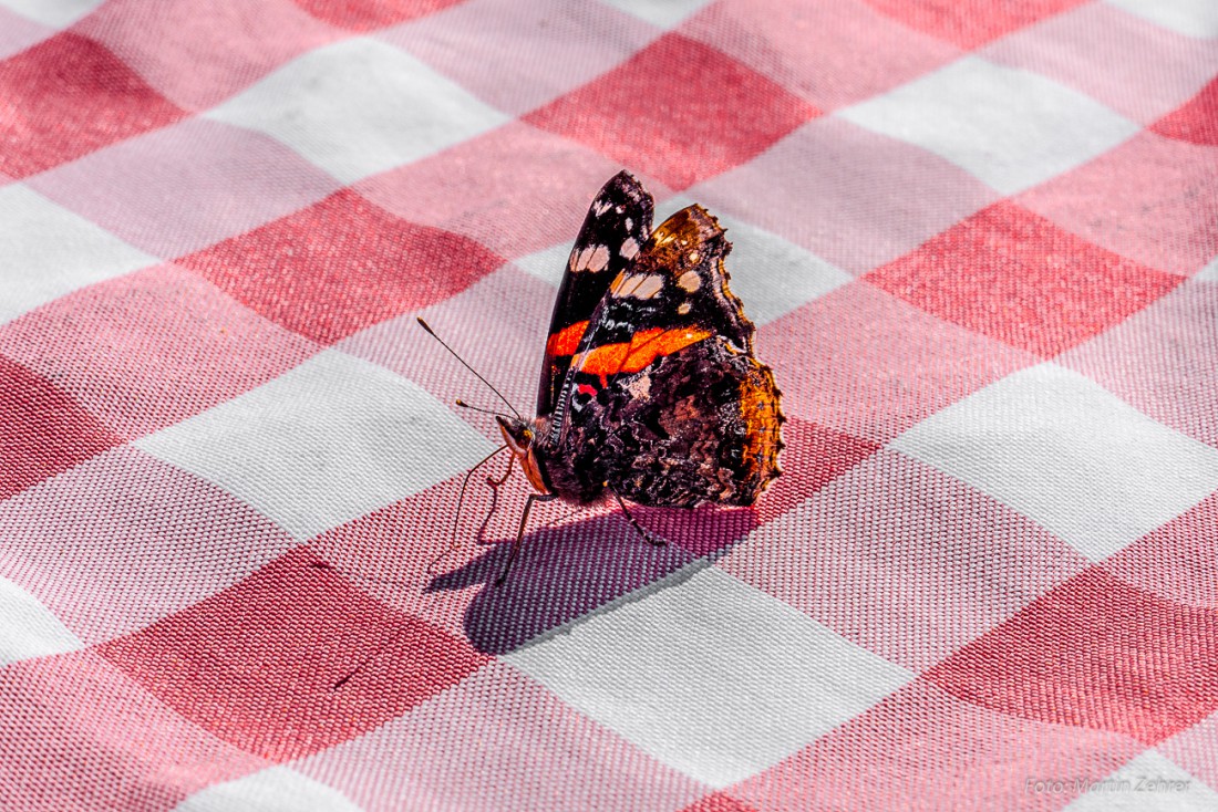 Foto: Martin Zehrer - Am Fichtelsee: Ein Schmetterling besuchte uns beim Kaffee-Trinken... 