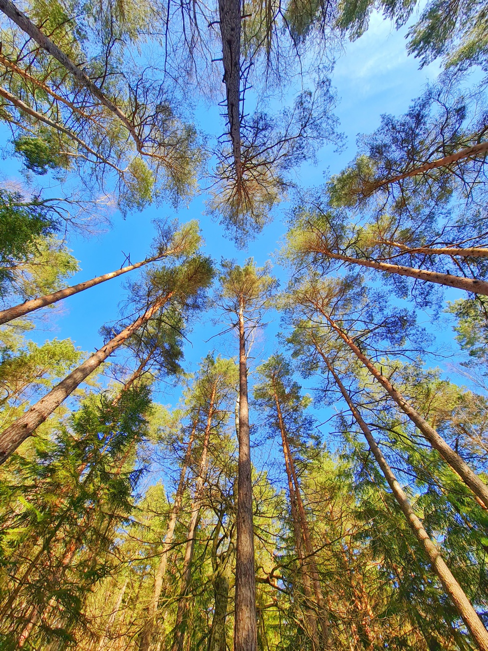 Foto: Jennifer Müller - Toller Blick zum Himmel mitten im Wald... 