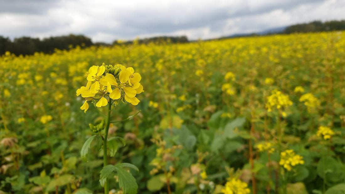 Foto: Martin Zehrer - Herbst-Stimmung auf dem Acker... 