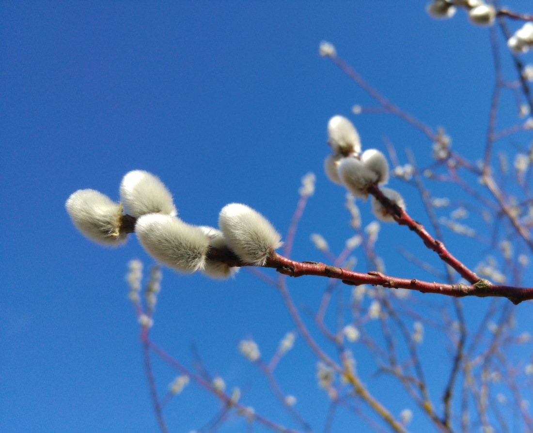 Foto: Martin Zehrer - Palmkätzchen am 10.März 2017 - Endlich Frühling :-D 