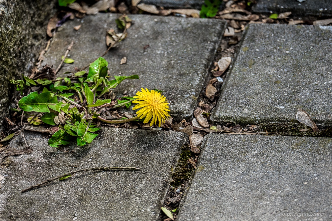 Foto: Martin Zehrer - Löwenzahn versus Pflaster... 