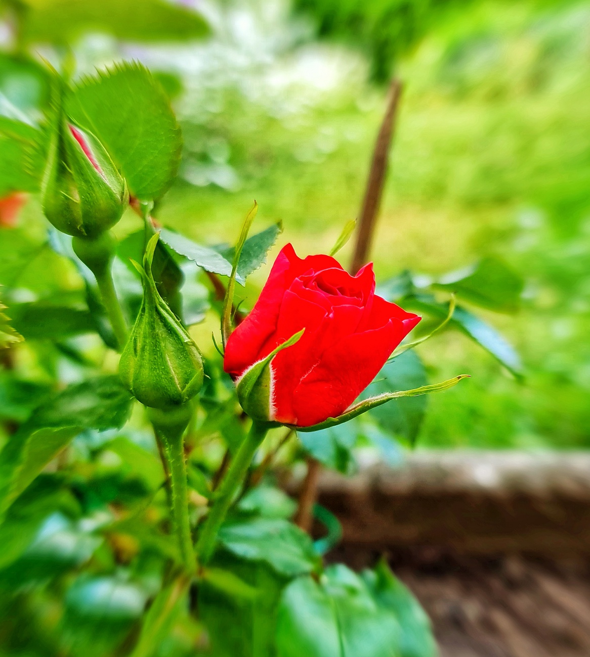 Foto: Jennifer Müller - Tag ZWEI der Rosen-Knospen-Verwandlung 