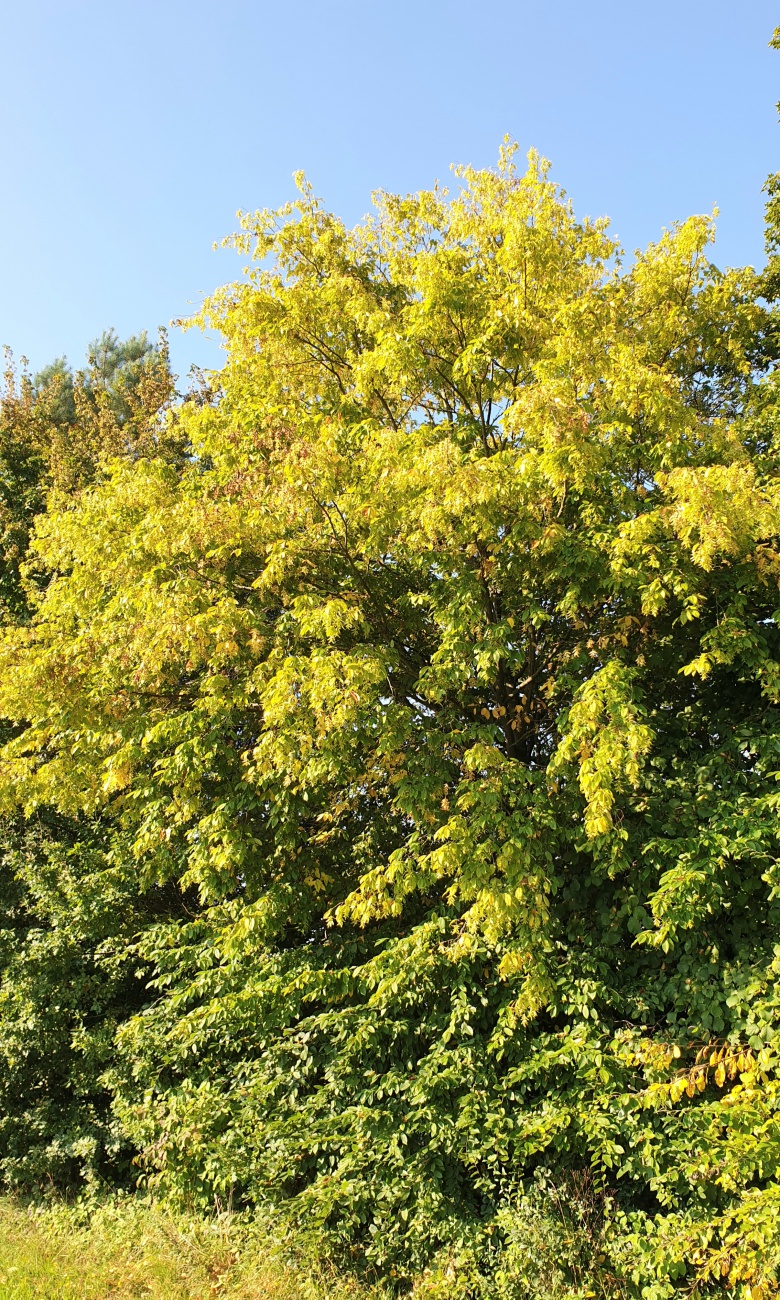 Foto: Martin Zehrer - Es herbstelt schon in den Bäumen... die Blätter färben sich gelb-braun... <br />
<br />
14.9.2021 